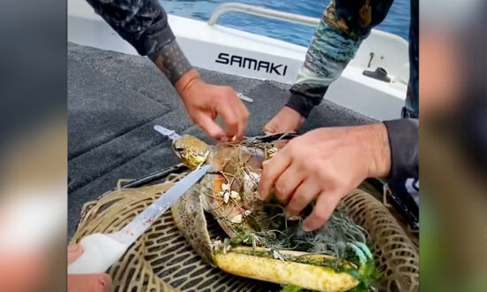 VIDEO: Aussie Fishermen Find Baby Sea Turtle Tangled in Fishing Net and Cut Him Free