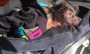 Dog Left for Dead After Being Run Over Finds Forever New Home in UK