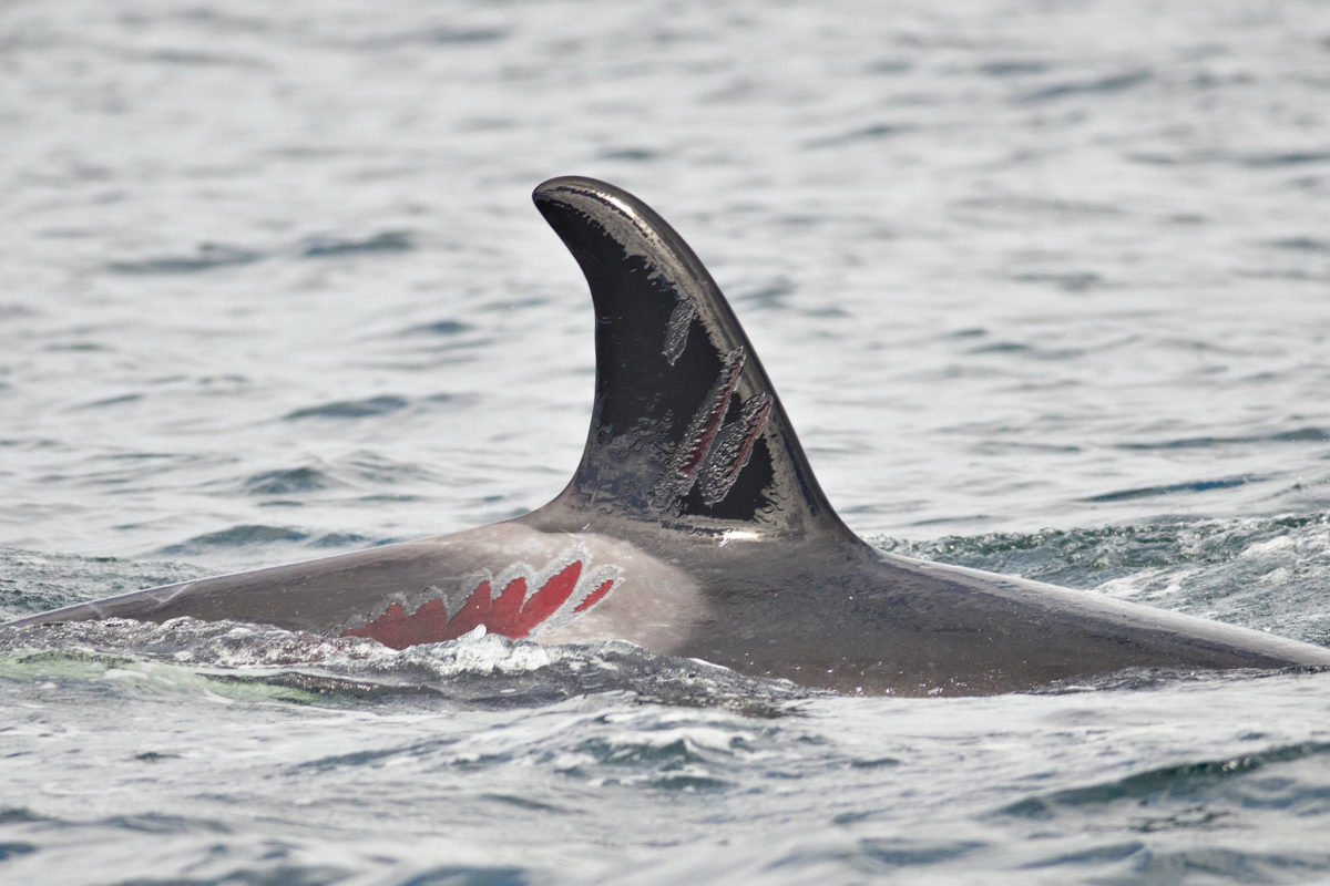 Coast Guard Ramps up Protections for BC Whales - Vimarsana News