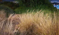 Can You Spot the Perfectly Camouflaged Chameleons in This ‘Normal’ Field of Grass?