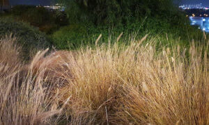 Can You Spot the Perfectly Camouflaged Chameleons in This 'Normal' Field of Grass?