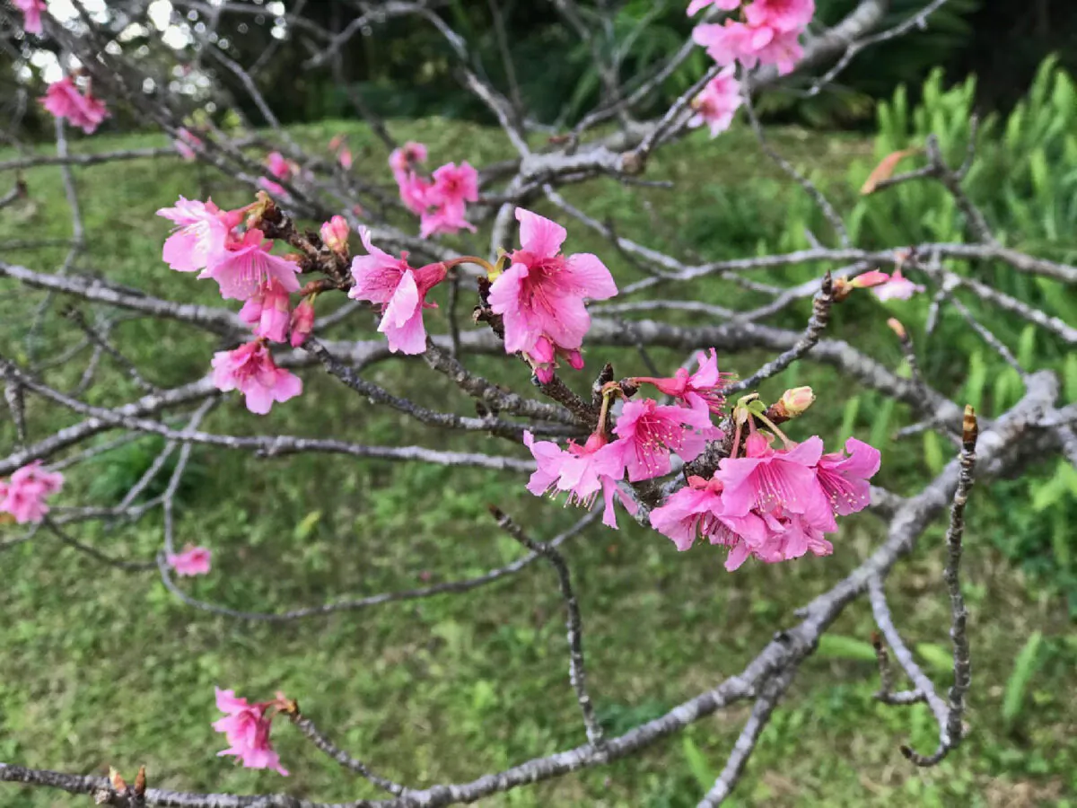 Okinawa Sunny Island of the Immortals