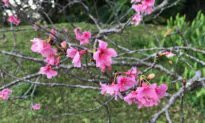 Okinawa: Sunny Island of the Immortals