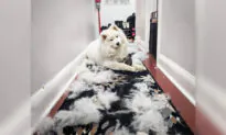 Woman Uses Dog’s Copious White Fur Sheddings to Craft Surprisingly Adorable Boots