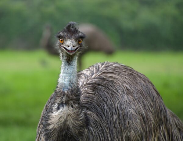 emu by Christel SAGNIEZ from Pixabay