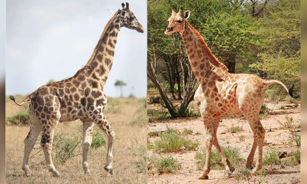 (Courtesy of Michael Brown and Emma Wells/Giraffe Conservation Foundation)