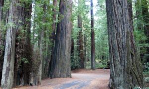 Good Grief: ‘Terra Carta,’ a Proposed Magna Carta for Nature