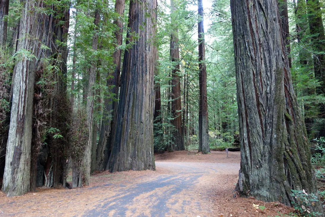 Old-growth redwood trees in California's Humboldt Redwoods State Park, on Nov. 8, 2013. (Daderot/CC0 1.0)