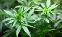 Police Find Large ‘Cannabis Factory’ in City of London