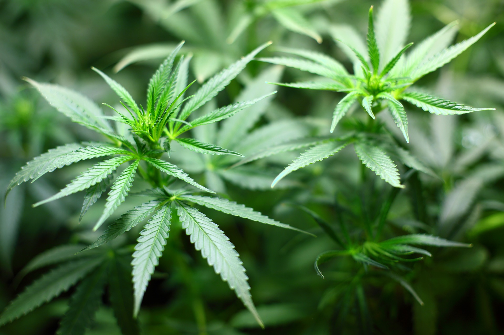 Police Find Large 'Cannabis Factory' in City of London - Vimarsana News