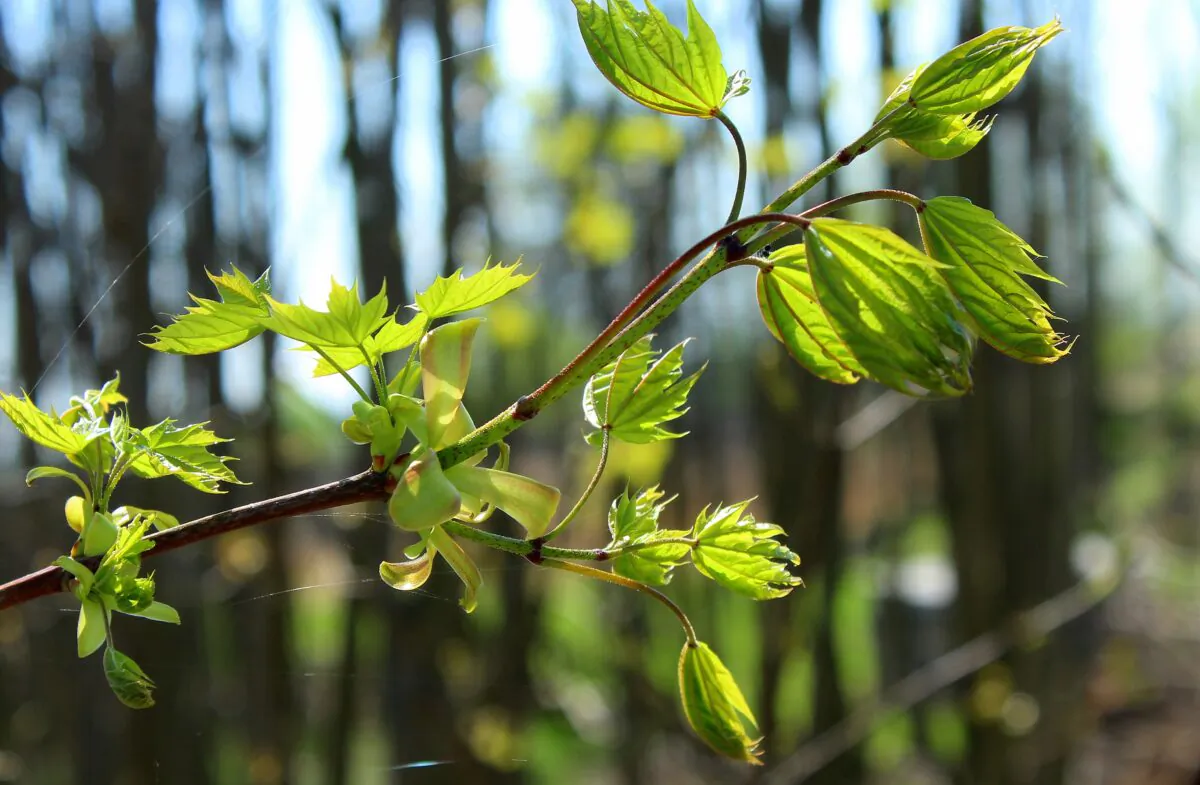 Australian forest typically recovers well after bushfires, ecologist Patrick Norman says. (Pixabay)