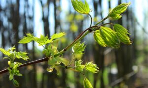 Nature Has Healing Properties for Australia's Bushfire Stricken Forests