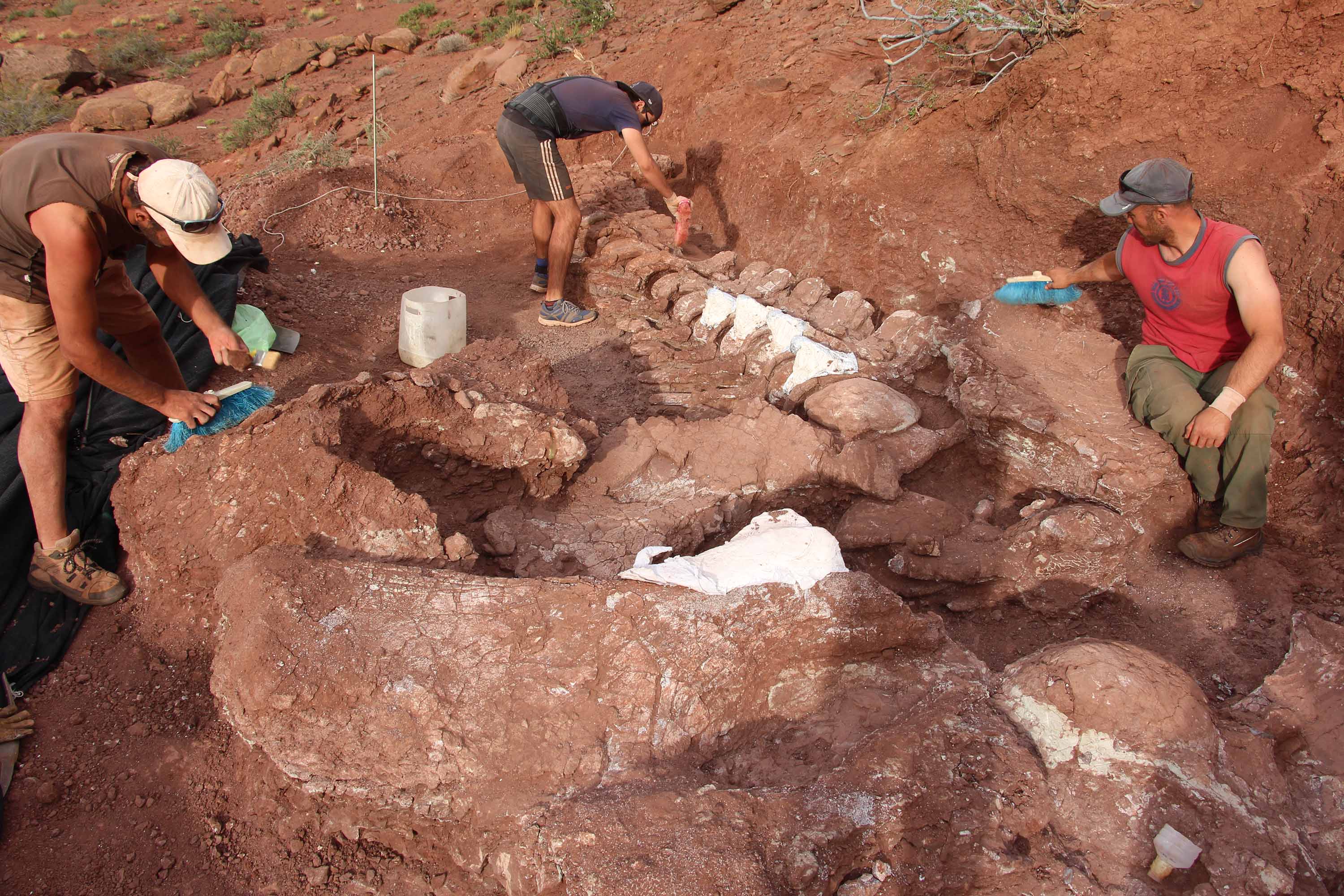 types of dinosaur fossils