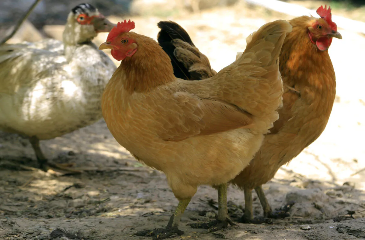 Chickens are seen inside an enclosure at a farmer's home in a file photo. (China Out AFP/AFP via Getty Images)