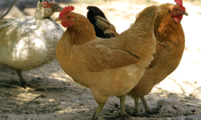 Chickens are seen inside an enclosure at a farmer's home in a file photo. (China Out AFP/AFP via Getty Images)