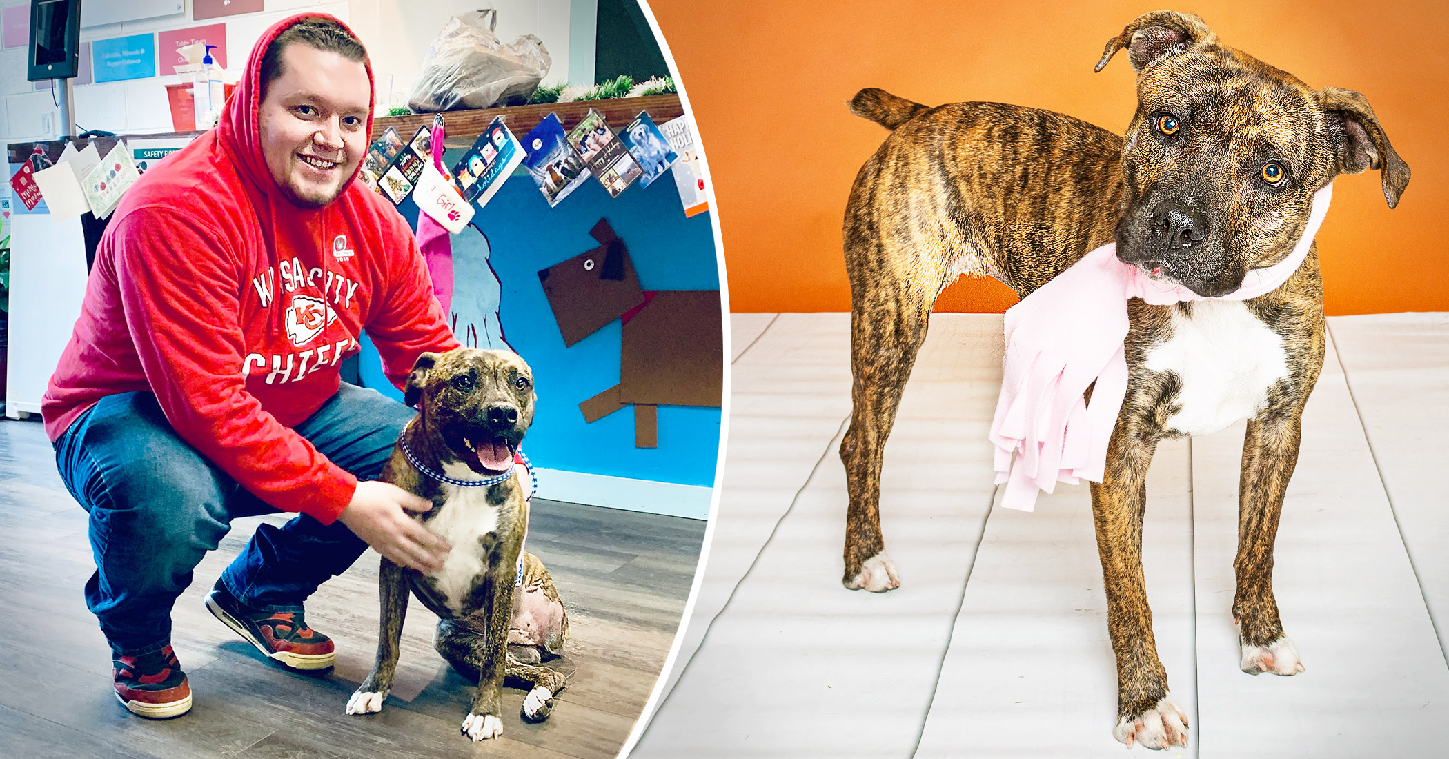Pet Owner Lost His Beloved 3-Legged Dog, Then Spots Her on Adoption Site 10 Months Later - Vimarsana News