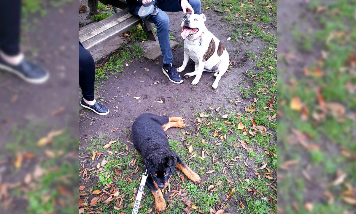 (Courtesy of Battersea Dogs & Cats Home)