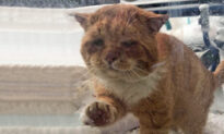 Stray Cat With Rotten Teeth and Frostbite That Knocked on Woman’s Door Gets a Second Chance