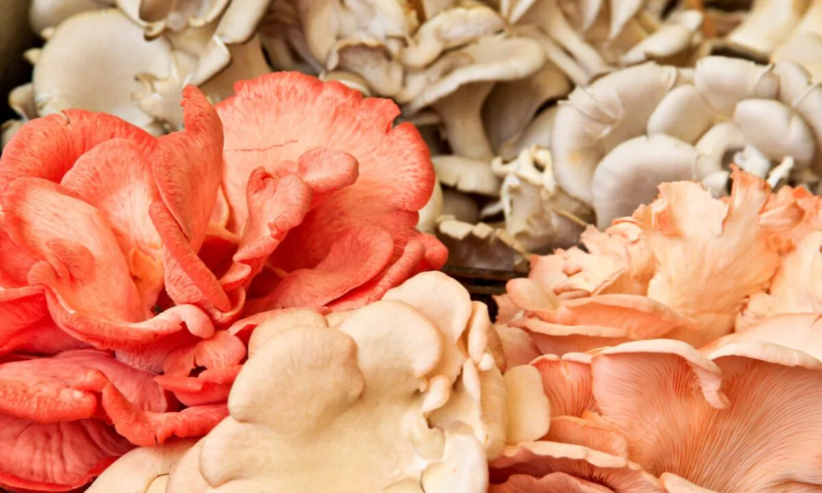 Mushrooms come in all kinds of shapes and colors. (Chene Taljaard/Shutterstock)
