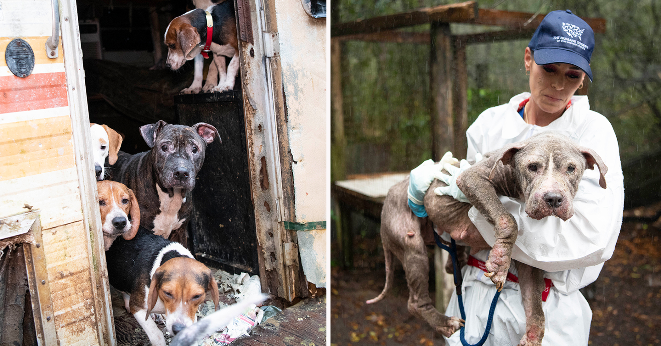 Nearly 140 Neglected Dogs Rescued From Residential Property, Given Second Chance at Life - Vimarsana News