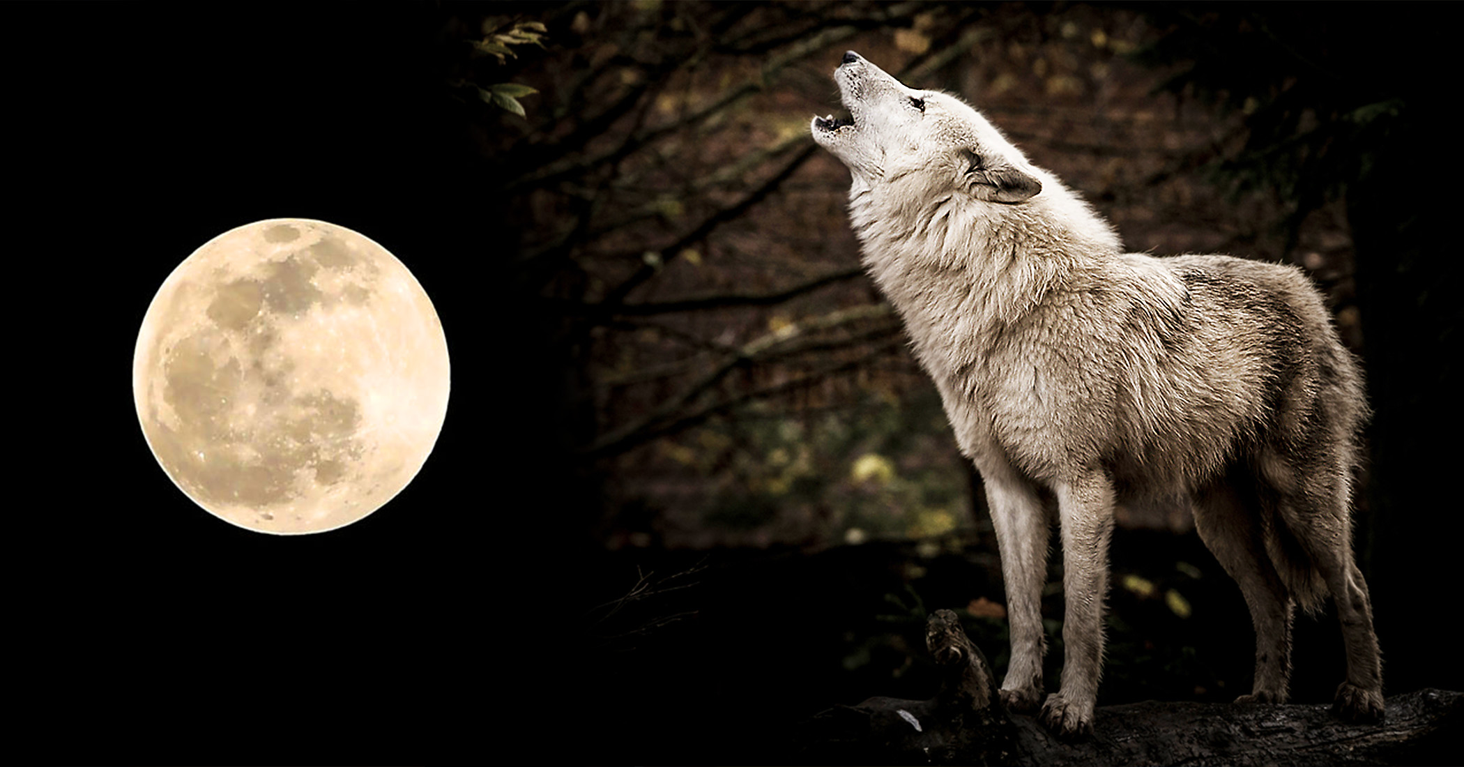 The Full 'Wolf Moon' to Grace the Night Sky on January 28; Here's What You Need to Know - Vimarsana News