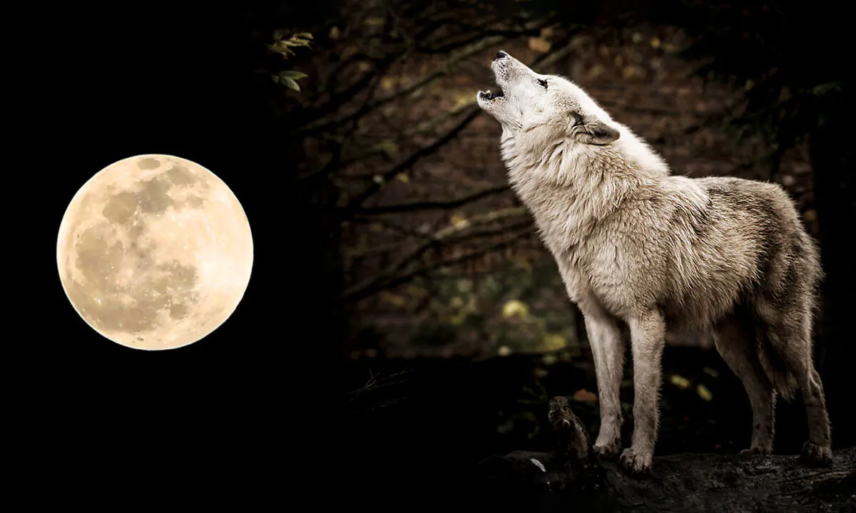Left: (PRAKASH MATHEMA/AFP via Getty Images); R: (Illustration - Jef Wodniack/Shutterstock)
