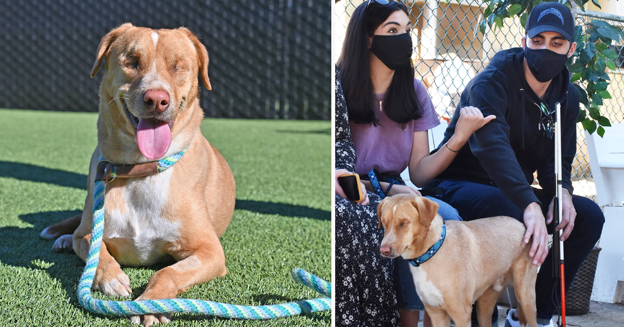 Visually Impaired Veteran Adopts Dog Left Blind and Abandoned by(01)
