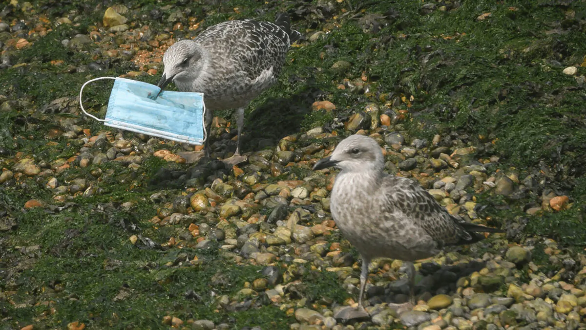Before disposing plastic face masks, cut the ear loops to stop animals getting tangled in the straps. (Leon Neal/Getty Images)