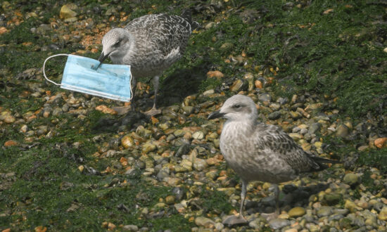 RSPCA’s Plea to Cut Elastic Straps From Discarded Face Masks