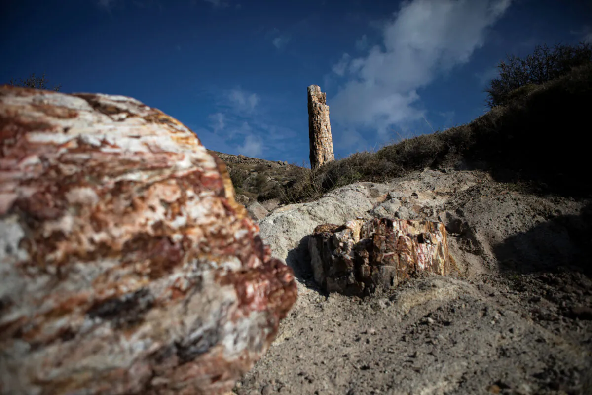 Fossilised trees are seen at the Petrified Forest National Park on the island of Lesbos, Greece, on Jan. 21, 2021. (Elias Marcou/Reuters)