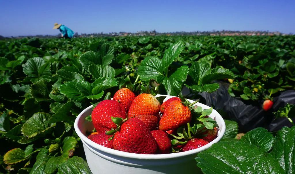 A woman picks strawberries in Carlsbad, California on April 22, 2018. (Frederic J. Brown/AFP via Getty Images)