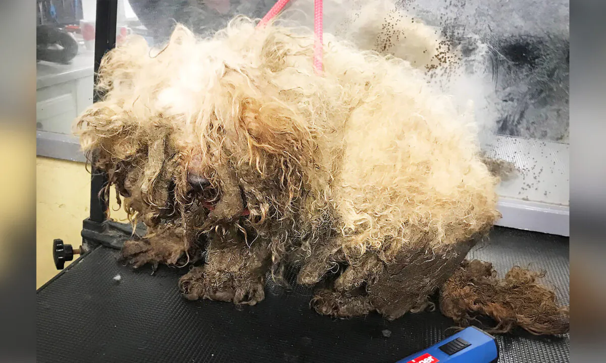 (Courtesy of RSPCA)