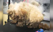 Neglected Dogs Found With Matted Fur, Rotting Teeth, Look Unrecognizable After Being Rescued
