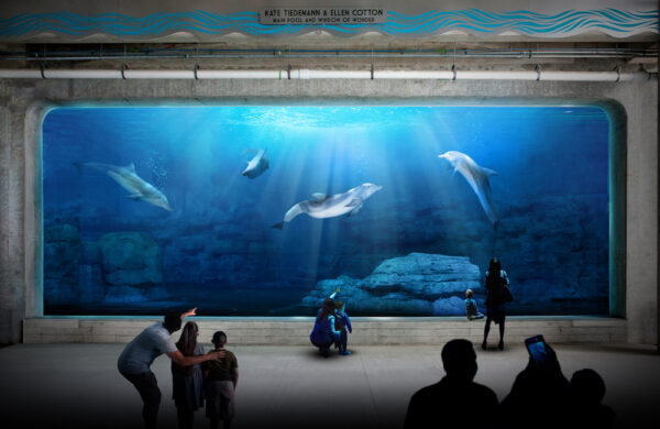 window of wonder at clearwater marine aquarium and dolphins