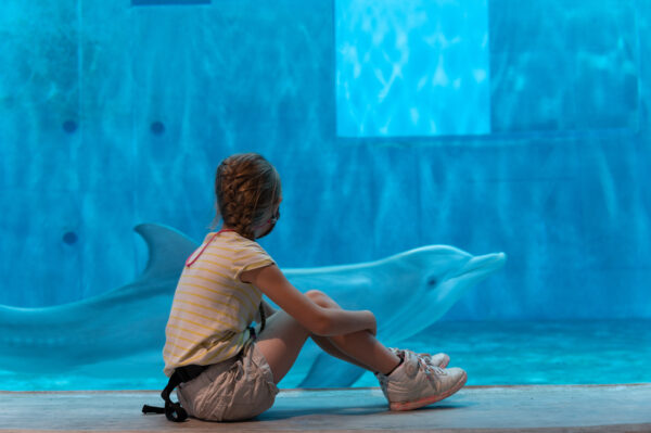 winter the dolphin at clearwater marine aquarium