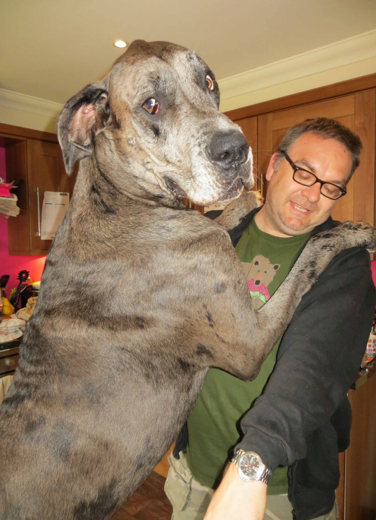 World's tallest dog, Great Dane Freddy, dies at the age of