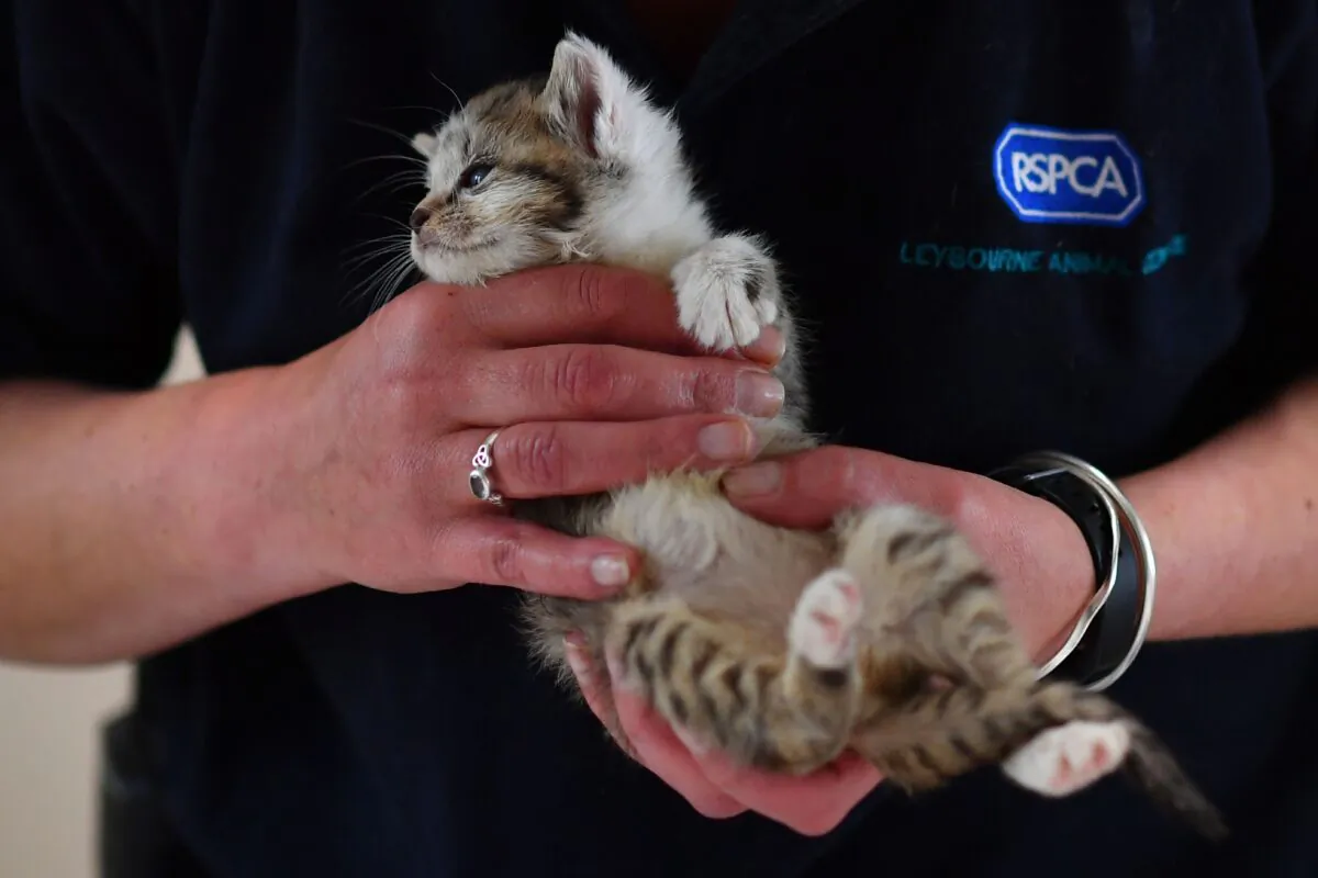 A member of staff health checks an abandoned kitten at RSPCA Leybourne Animal Centre in south-east England, on May 27, 2020. (Ben Stansall/AFP via Getty Images)