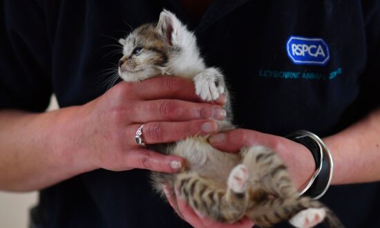 UK’s Largest Animal Charity May Pass Prosecution of Animal Abuse to Crown Prosecution Service