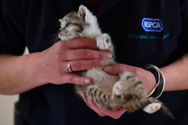 RSPCA