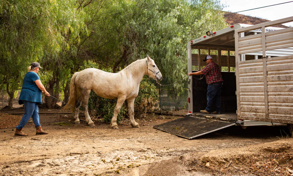 Susan Iwamoto (L) watches her horse walk toward a trailer as residents of Williams Canyon prepare to evacuate in Orange County, Calif., on Jan. 28, 2021. (John Fredricks/The Epoch Times) 