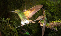 Photographer Captures Once-in-a-Lifetime Moment Rare Hummingbird Hangs on Bird’s Beak