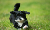 Ask the Vet: No Dog Breed Is Hypoallergenic
