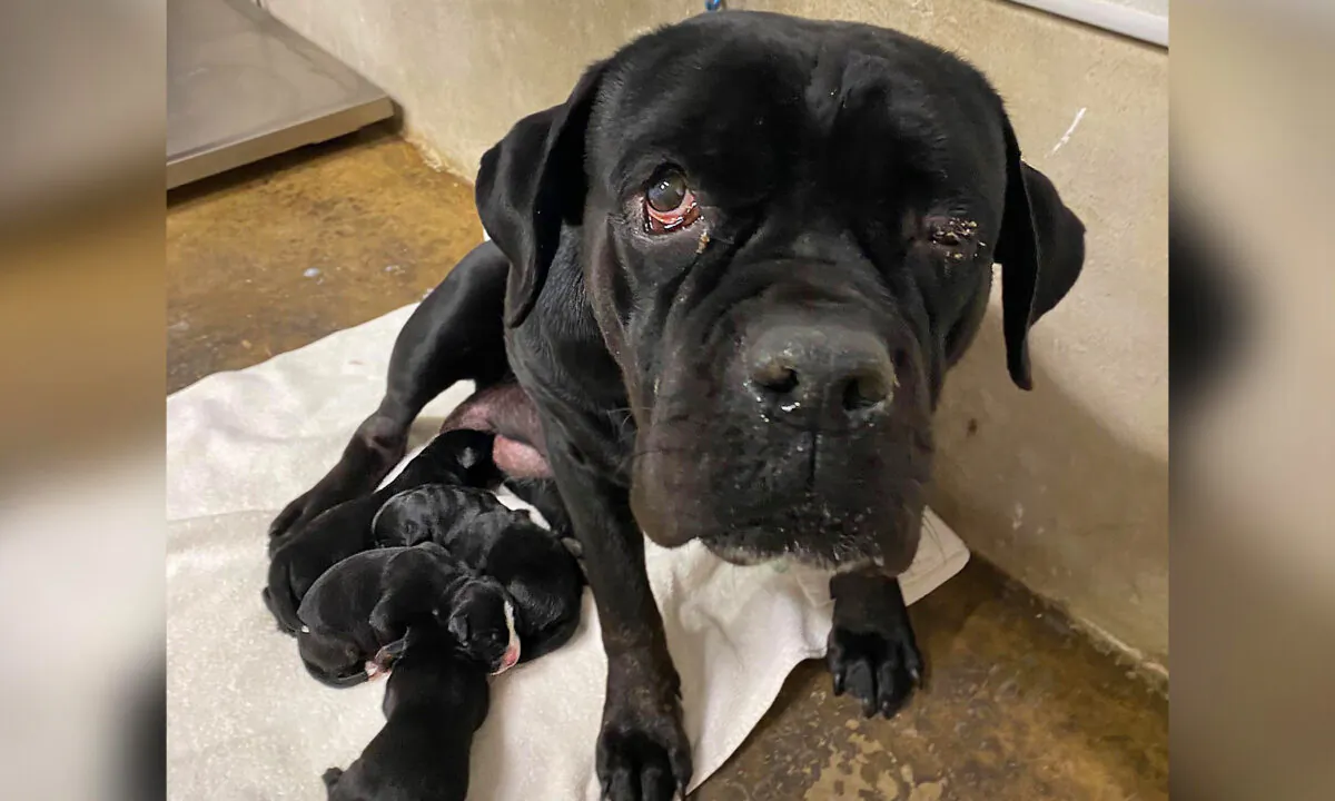 (Courtesy of Atascosa County Animal Control)