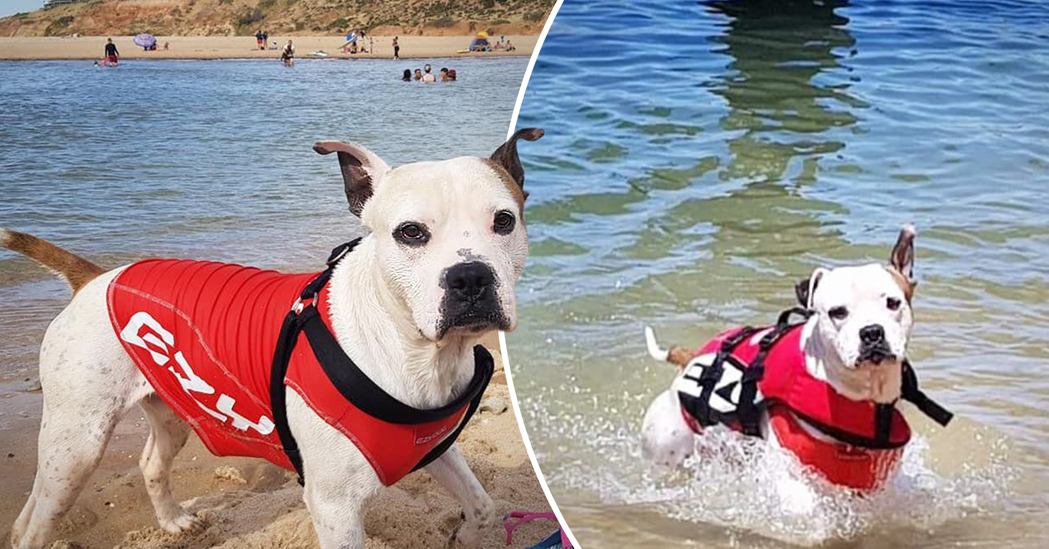 Dog in Lifejacket Rushes to Rescue Boy Drowning in River in Australia, Tows Him to Safety - Vimarsana News