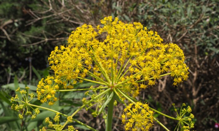 This ‘Deadly Carrot’ Has Major Antiviral Treatment Potential