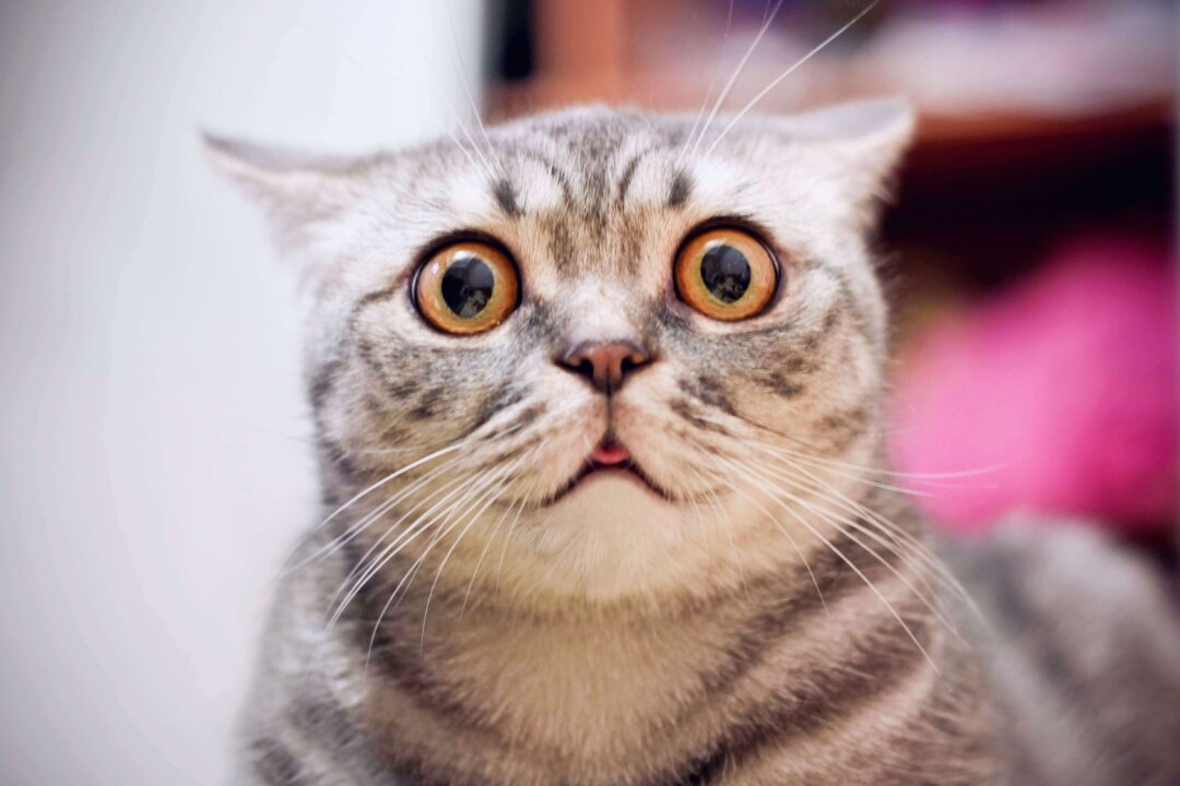 (Real Moment/Shutterstock)