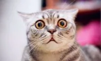 We Are All Cats, Aren’t We?
