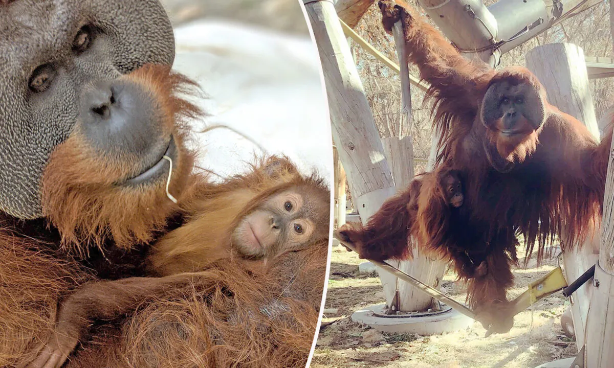 (Courtesy of Denver Zoo)
