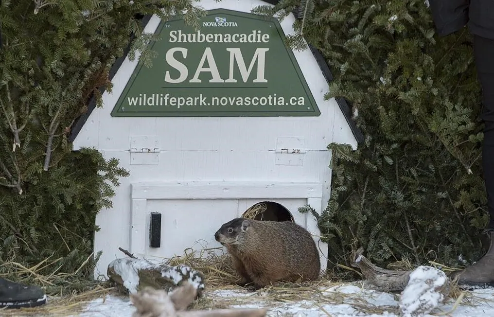 Shubenacadie Sam looks around after emerging from his burrow at the wildlife park in Shubenacadie, N.S. on Feb. 2, 2019. (Andrew Vaughan/The Canadian Press)