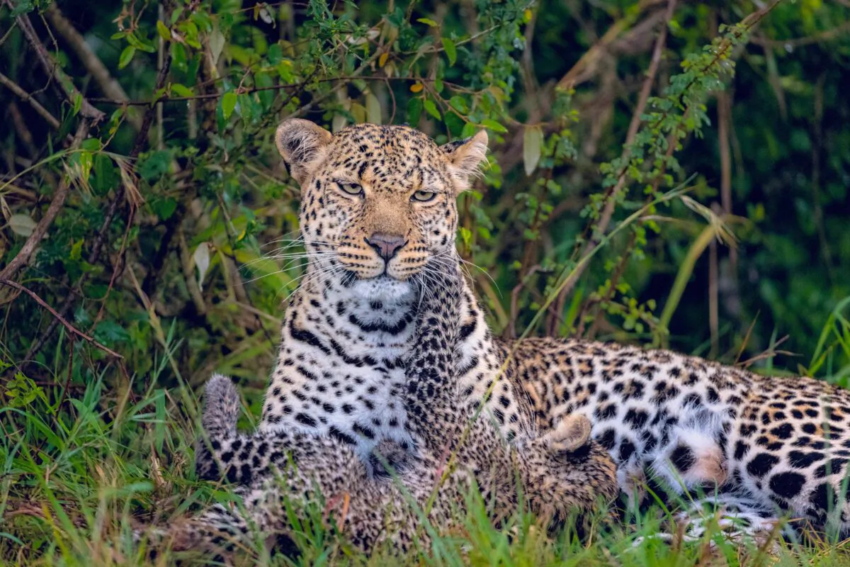  An adorable leopard cub pounces on and plays with its very fed up looking mum in the Masai Mara in Kenya (Leighton Lum / Caters News)